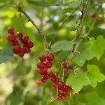 Gruene Bleibe Im Pfaelzer Wald *