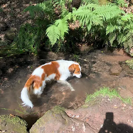 Gruene Bleibe Im Pfaelzer Wald Daire *