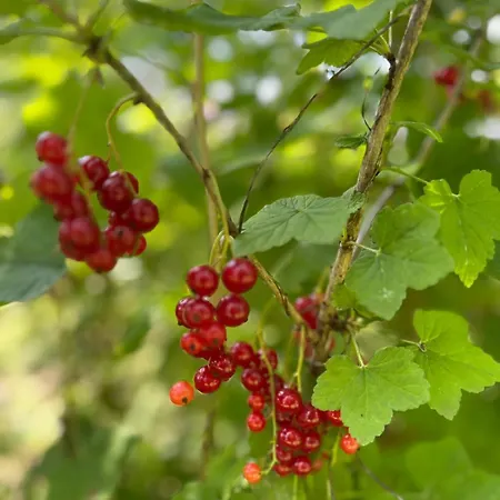 Gruene Bleibe Im Pfaelzer Wald *