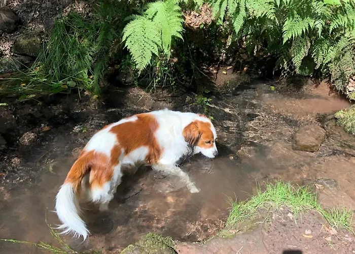 Gruene Bleibe Im Pfaelzer Wald Daire *