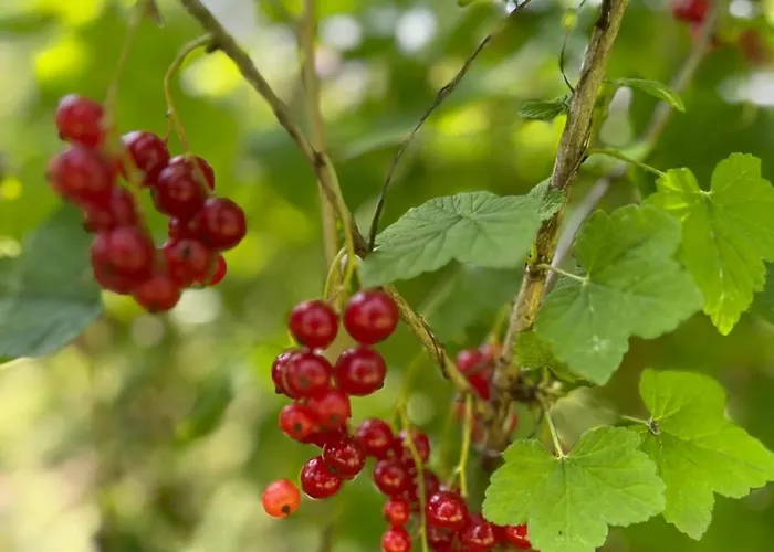 Gruene Bleibe Im Pfaelzer Wald *